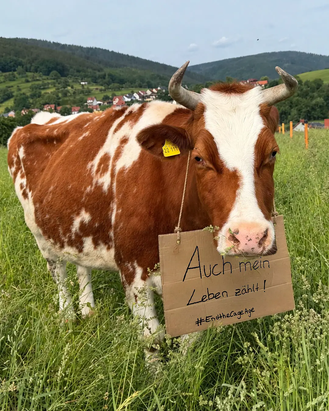 Glückliche Kuh auf der Weide: Auch mein Leben zählt