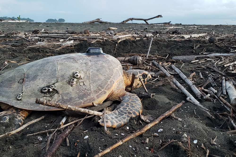 Echte Karettschildkröte mit Satellitensender