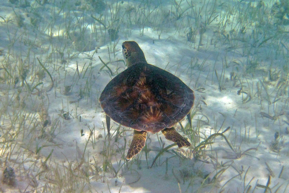 Grüne junge Schildkröte in einer Seegraswiese
