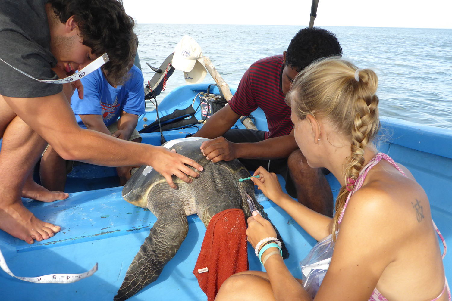 Christine nimmt Hautproben einer Meeresschildkröte